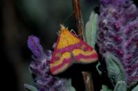 Pyrausta sanguinalis