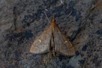 Dolicharthria aetnaealis