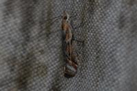 Ancylosis cinnamomella
