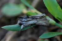Calophasia almoravida