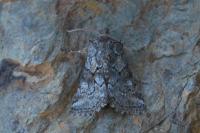 Cleonymia yvanii