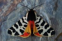 Arctia tigrina