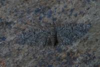 Eupithecia massiliata