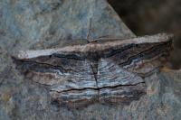 Menophra nycthemeraria