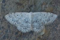 Scopula marginepunctata