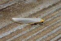 Eilema caniola