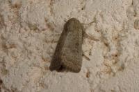 Hoplodrina ambigua