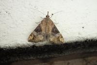 Hypena obsitalis