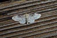 Idaea filicata
