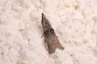 Nephopterix angustella