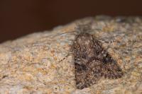 Anarta pugnax