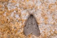 Apaidia mesogona