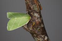 Bena bicolorana