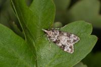 Eudonia delunella