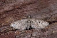 Eupithecia massiliata