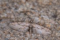 Eupithecia oxycedrata