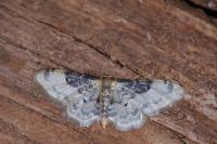 Idaea filicata