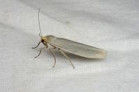 Eilema caniola
