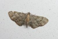 Eupithecia haworthiata