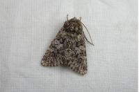 Hadena filograna