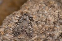 Meganola strigula