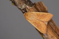 Mythimna vitellina