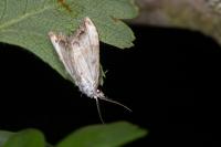 Nola infantula