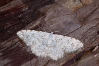 Scopula submutata roseonitens