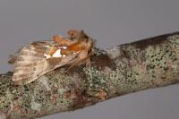 Spatalia argentina
