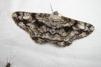 Peribatodes umbraria umbraria