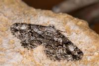 Peribatodes umbraria umbraria
