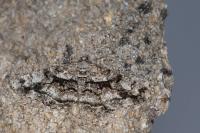 Peribatodes umbraria umbraria