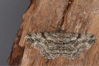 Peribatodes rhomboidaria rhomboidaria