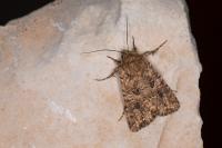 Anarta pugnax