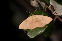 Cyclophora puppillaria
