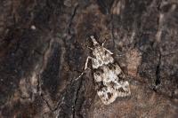 Eudonia delunella