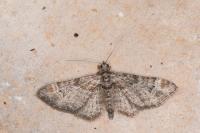 Gymnoscelis rufifasciata