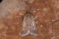 Helicoverpa armigera