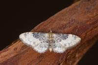 Idaea filicata