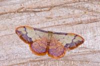 Idaea ostrinaria