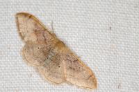 Idaea degeneraria
