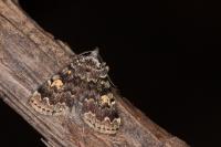 Idia calvaria