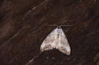 Nola infantula
