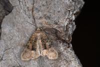 Oligia latruncula