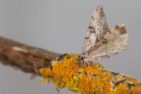 Peribatodes rhomboidaria rhomboidaria
