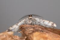 Peribatodes umbraria umbraria