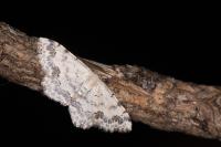 Scopula decorata