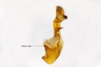 Oligia latruncula