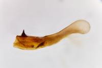 Oligia latruncula