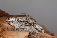Peribatodes umbraria umbraria